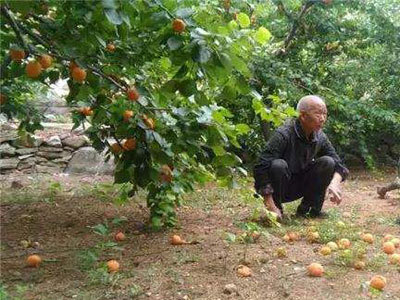 梨树花期使用甲胺磷,会引起落花;山楂使用乙烯利不当,会引起落果,落叶