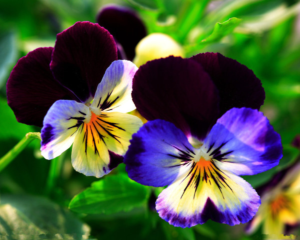 三色堇:同一花朵,显三色,寓人生百态,健康为重