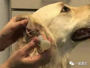 宠知识 狗狗耳朵脏了 家长该如何给狗狗清洁耳朵呢 无线频道 手机搜狐