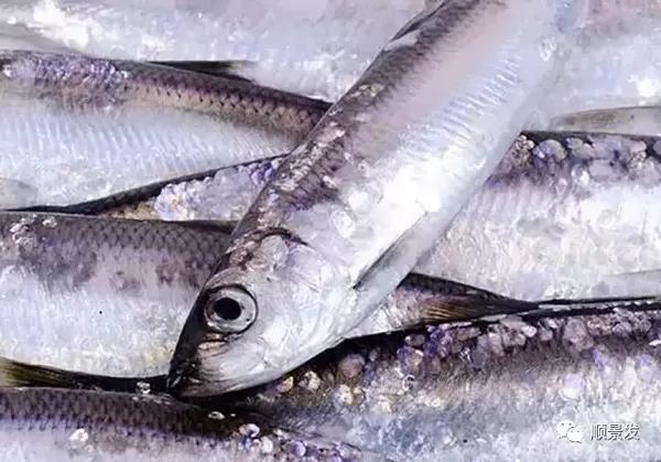 分布于日本海南端到白令海峡北侧的楚科奇海及加拿大等沿海,沿寒流