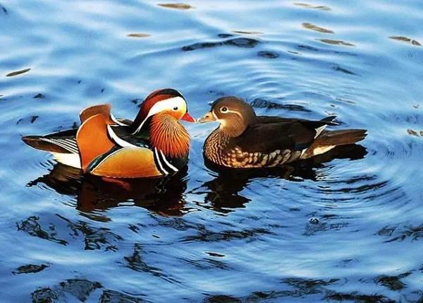 陪伴 是这个春天最长情的告白 文化读书频道 手机搜狐