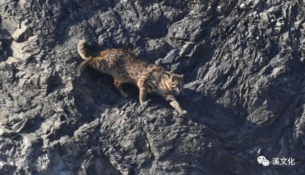 衍水河岸丨太子河畔再现"土豹子"