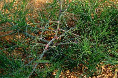 农村地里的野菜,有降血压控血糖的作用,你吃过吗