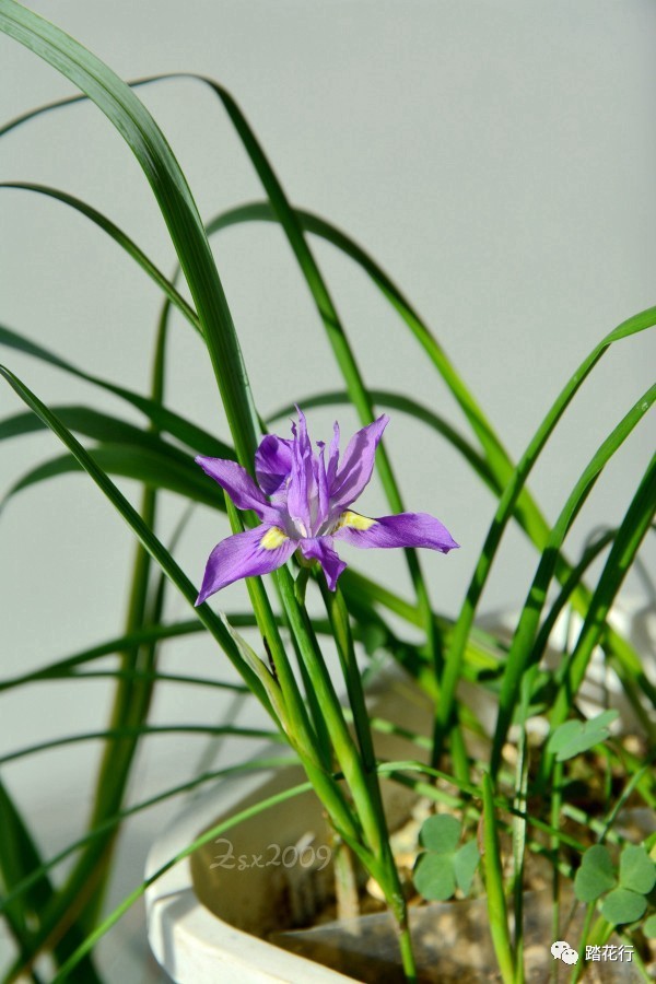 肖鸢尾~moraea macrocarpa