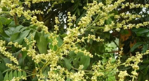 快来收藏 史上最全蜂蜜种类及功效介绍 美食频道 手机搜狐