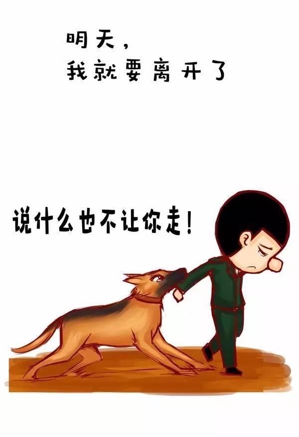 这里有一份军犬的感动,请查收!