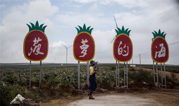 徐闻这个小地方制造了中国最美的菠萝的海 旅游频道 手机搜狐