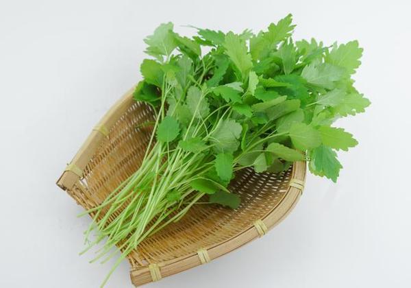 呵护女人身更懂女人心的美味菜肴益母草做法大全