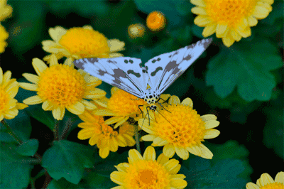 400_266gif 动态图 动图