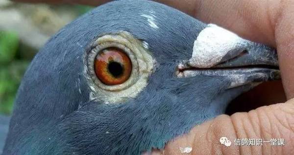 信鸽知识一堂.