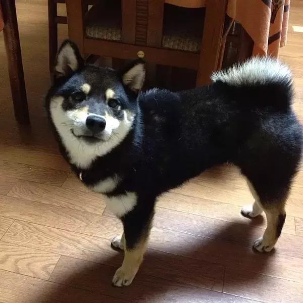 黑柴柴maron今年三岁 虽然主人给他买了很多的玩具