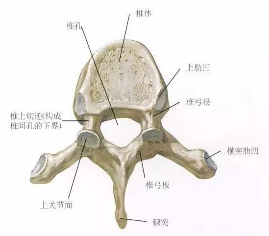 第四腰椎棘突图片