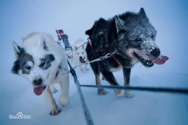 雪橇三傻其实不止三傻还有第四傻!
