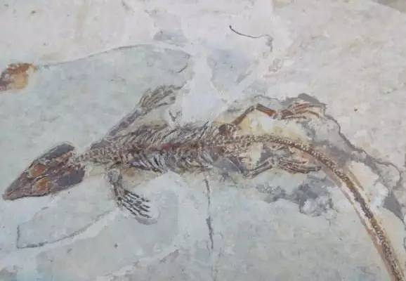 火焰龙种:清朝人眼中的鳄鱼形象