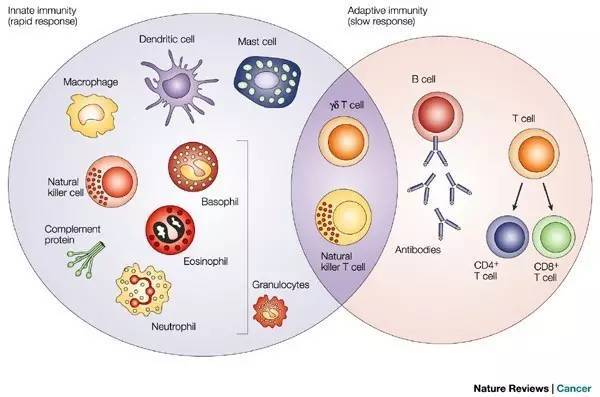 癌症免疫治疗 多面手nk细胞的三重武功 自身受体 Adcc Car Nk 健康频道 手机搜狐