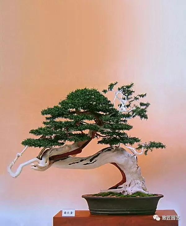 日本名贵盆景藏品欣赏