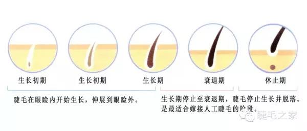 睫毛生长周期对美睫的影响-时尚频道-手机搜狐