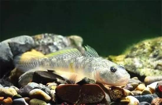 盘点中国特有食材(十九):独特的赣味食材