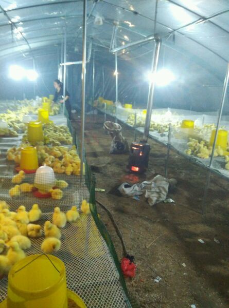 养鹅大棚简易的建设方法-西洼禽业养鹅技术指导篇