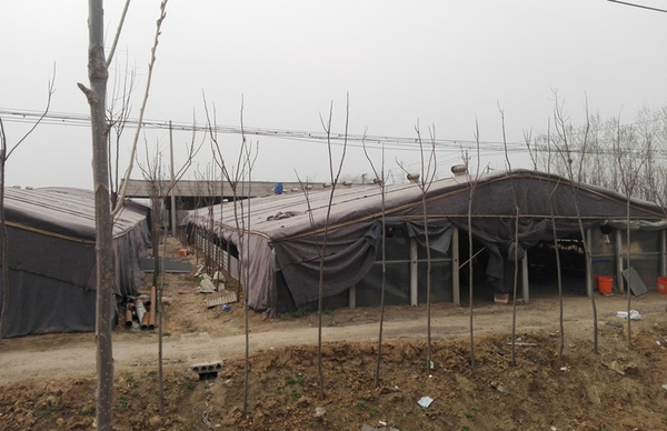 养鹅大棚简易的建设方法-西洼禽业养鹅技术指导篇