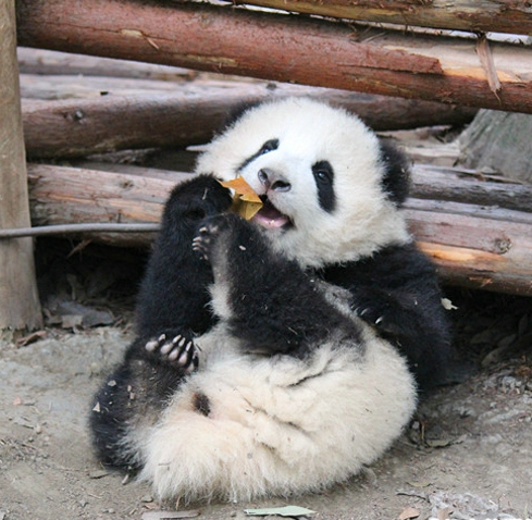 据说奇小方的腿,和她的脚掌一样长