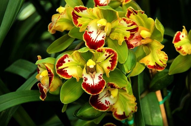 美国散记:纽约看兰花感受春天