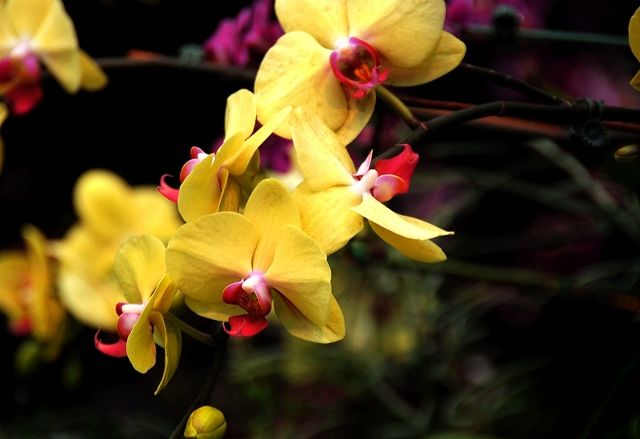 美国散记:纽约看兰花感受春天