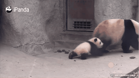 看了这么多妈妈坑孩子,孩子坑妈妈,聆听决定来一张母子相亲相爱的图