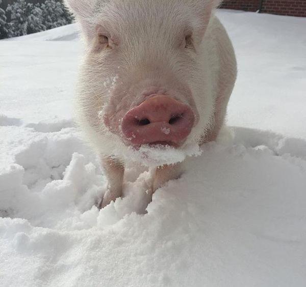 男模养了一只聪明的宠物猪-无线频道-手机搜狐