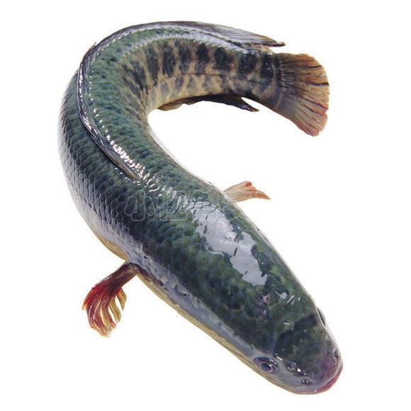 一条小黑鱼的百万富翁梦!