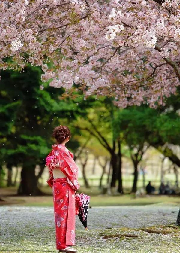 日本樱花祭|在最美的季节去看你
