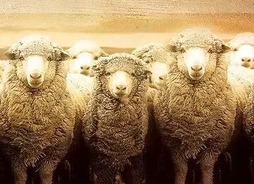 世界上每十只羊的羊毛就有一只供他们使用