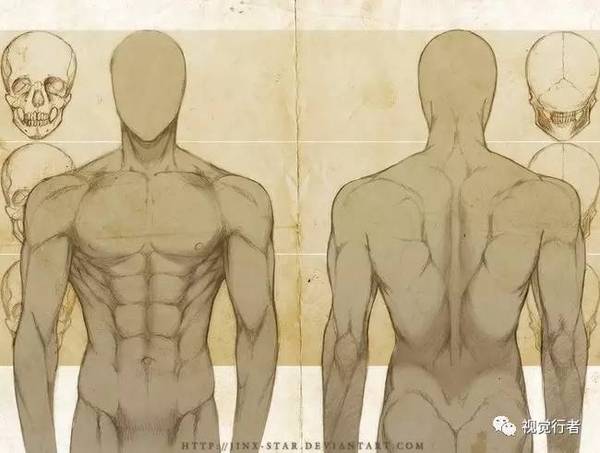 男性躯干各角度动态参考,用强硬的线条清楚描绘肌肉的曲线