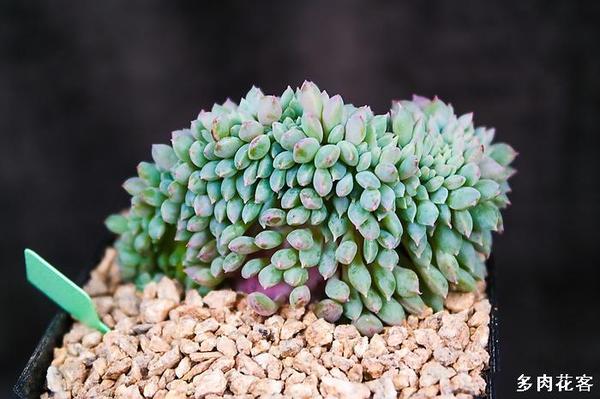 多肉植物缀化系列莱恩绿色的毛毛虫 新闻频道 手机搜狐