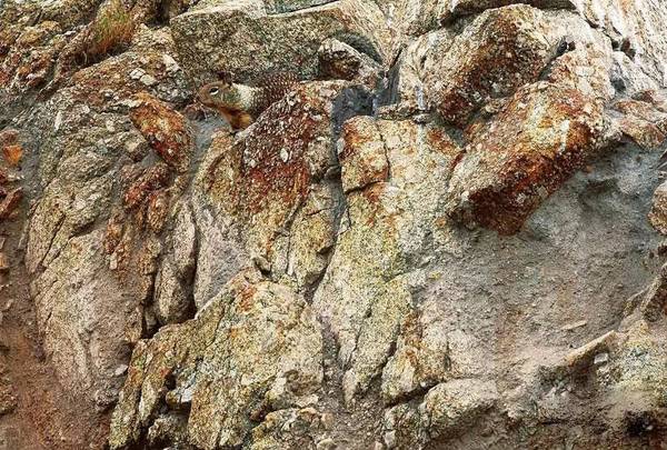 它们是动物中的隐藏大师,你能找到这些伪装专家吗?