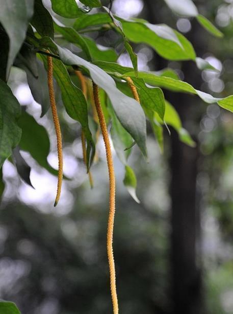 山地溪涧边的植物,它的藤茎有祛风湿通经络的功效