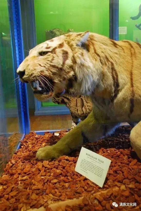 注意看标本前的英文标签,明明白白地写着:蒙古虎.