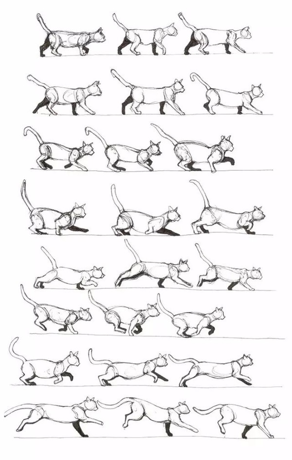 教你画动物,30种动物结构素材,请拿走