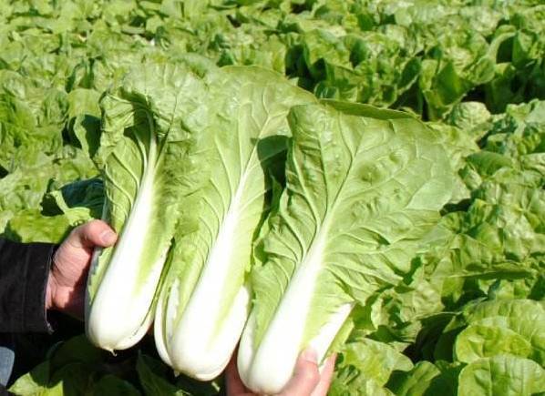 毛白菜 (估重约350g) 冰点价:0.63元