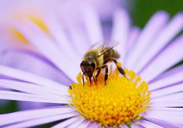 养花不能杀掉的昆虫 养好它们植物就没害虫了 新闻频道 手机搜狐