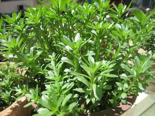 这种野菜又名"金不换"是三高心血管疾病的克星!