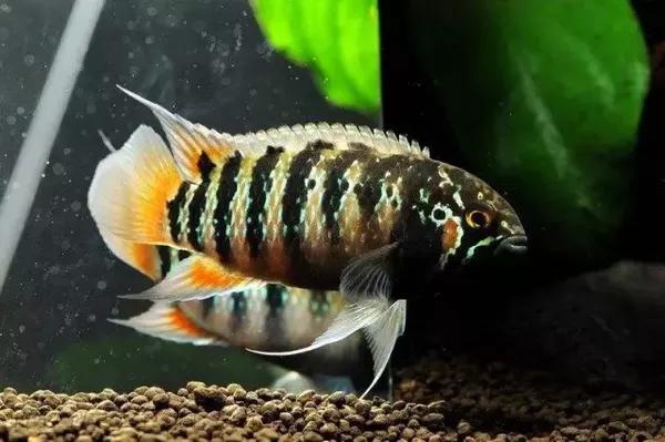 浅析南美短鲷原生地水质环境 新闻频道 手机搜狐