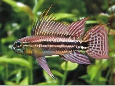 浅析南美短鲷原生地水质环境 新闻频道 手机搜狐