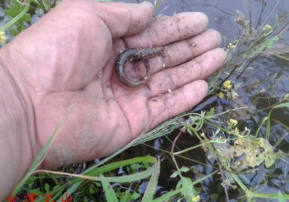 高手尝试1招传统钓鲶鱼的技巧!鱼获5.4斤!