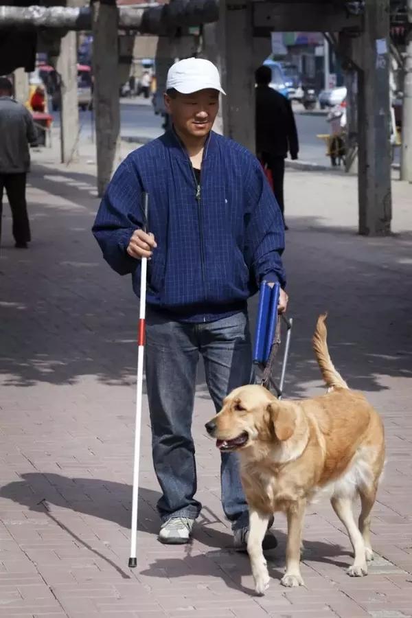 日本有多人性化,看看这些导盲犬就知道了!