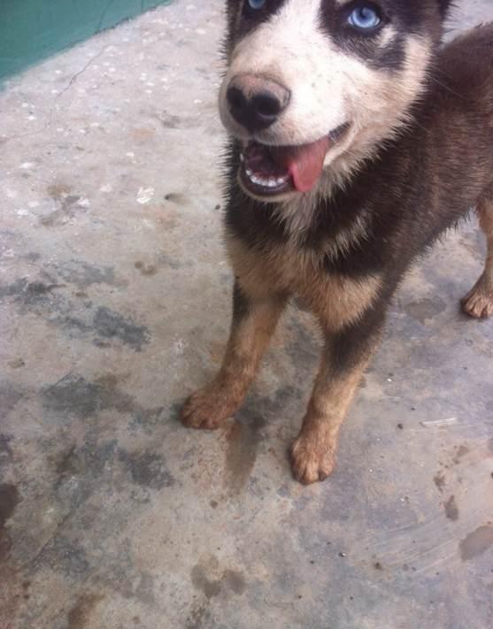 自从我养了哈士奇,整个村的狗都不对了!-新闻频道-手机搜狐