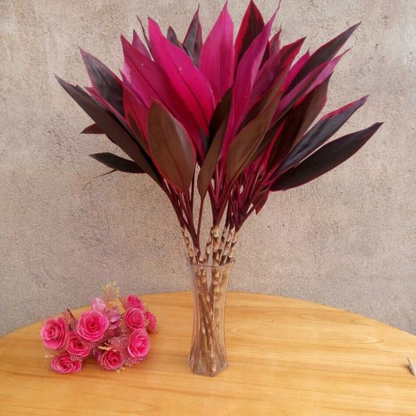 紫色富贵竹开运竹大叶富贵竹