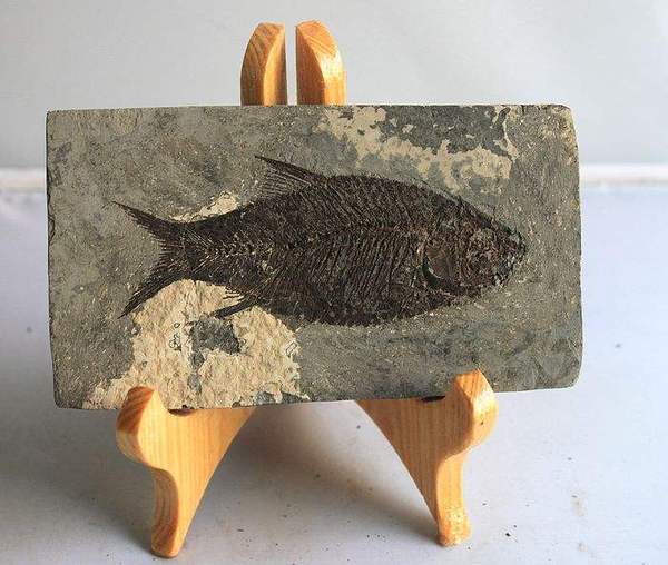 距今上亿年的江汉鱼化石收藏空间颇高