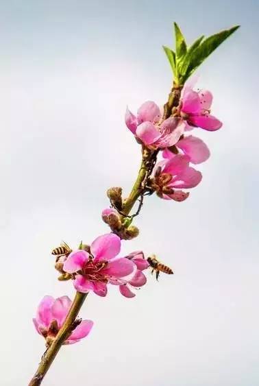 活动预告 | 第二十一届无锡阳山桃花节,即将闪亮登场!