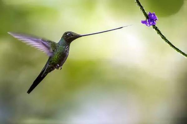 闪羽蜂鸟aglaeactis cupripennis